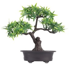 Bonzai D Interieur Bonsai