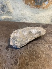 Huitre Fossile Complete Oyster Mer