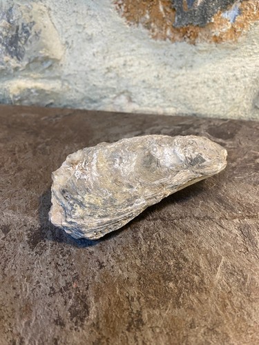 Huitre fossile complete oyster - huitre,