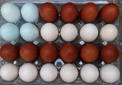 Fertilized french black - ,