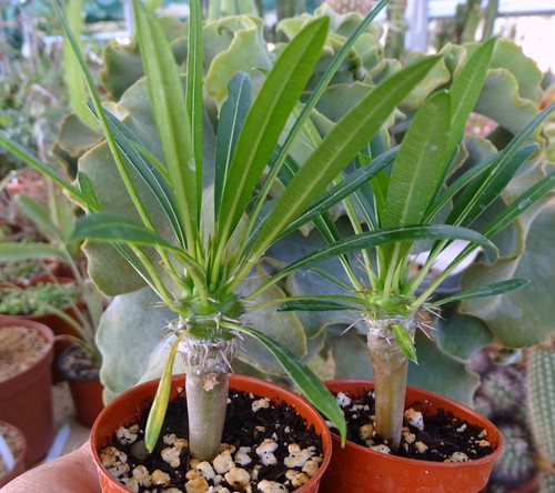 Pachypodium lamerei - 2x,