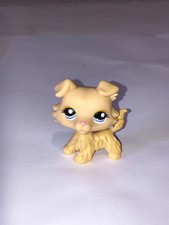 Petshop Chien. Dog. Colley. Collie