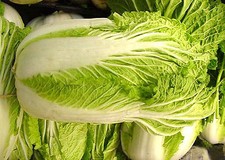 250 Graines Chou Chinois MICHIHILI non traitées Brassica rapa Pekinensis Pe Tsaï
