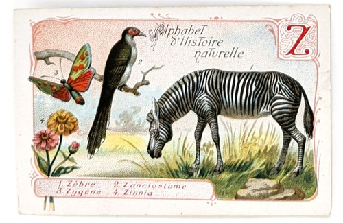 Image chromo chicorée - , williot