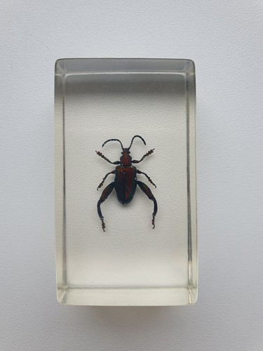 Insecte sous résine - -, sagrine