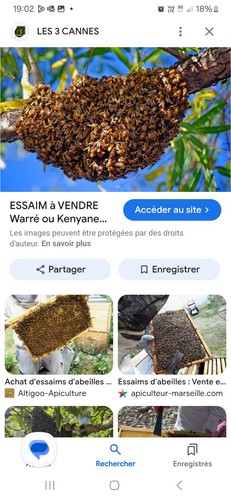 Récupére essaim abeille - récupére,