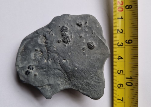 Elrathia kingii trilobite - elrathia,