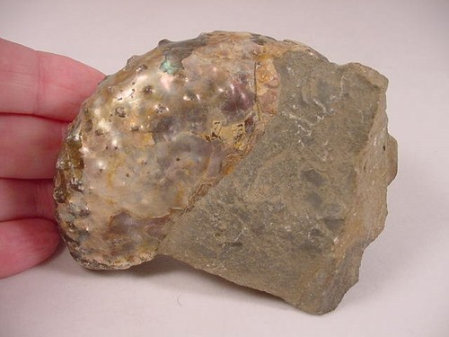 Ammonite fossil - (f-432),