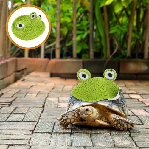 Décoration carapace tortue - décoration,