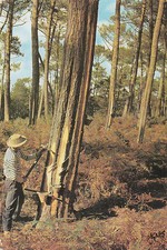 CPSM GEMMEUR AU TRAVAIL
