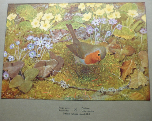 Gravure oiseaux - gravure:,