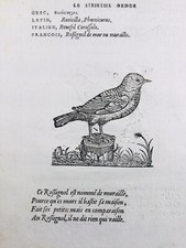 Rossignol Luscinia Moineau Soulcie 1557 Ornithologie Gravure Oiseau Belon