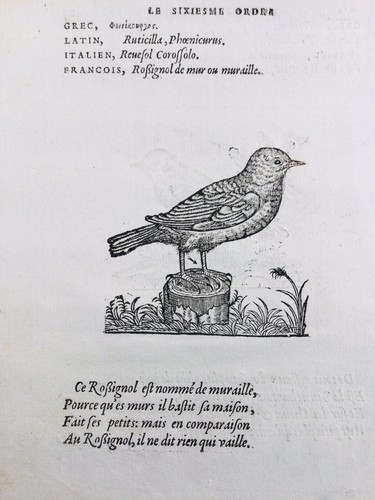 Rossignol luscinia moineau - rossignol,