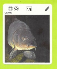 Fiche - Le livre de Paris - 1975 - Carpe