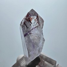 Harlequin Lémurien Fantôme