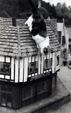 Photo De Presse Vintage Le Chat Joue Dans Un Village Miniature, Tirage 19x13 Cm