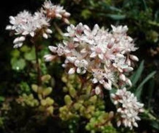 Graines de sedum blanc,produit de mon jardin,plante Bio,fleur bio,fleurs non tra