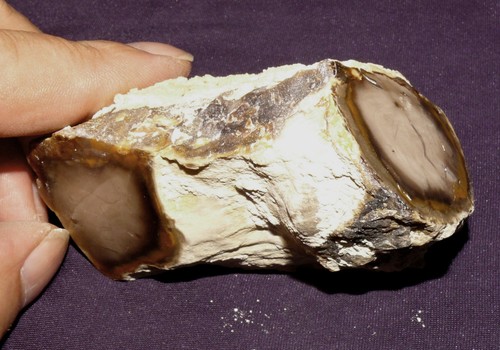 Bois fossilisé mcdermitt - fossilisé,