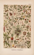 Plantes Cultivées Cacaotier