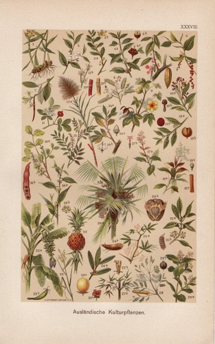 Plantes cultivées cacaotier - plantes,