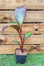 MUSA Maurelli, BANANIER Maurelli