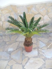 Cycas revoluta, une belle