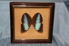 papillon encadré sous verre morpho daydamia Pérou **
