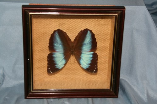 Papillon encadré sous - encadré,