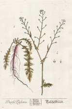 Hirtentäschel Capsella