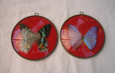 Entomologie 2 Ancien Papillon encadré Morpho Auréola & Urania Ripheus