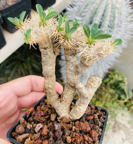 Euphorbia guillauminiana - euphorbia,