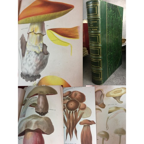 Cordier les champignons la - cordier,
