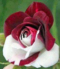 10x graines de Rosier Rouge et Blanc 10x seed Climbing Red & white Rose rosebush