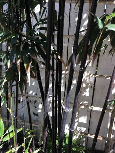 Bamboo root about inches - 10,
