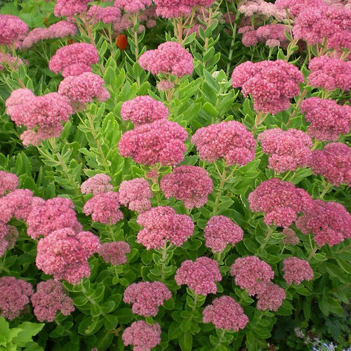 Sedum spectabile brillant - sedum,