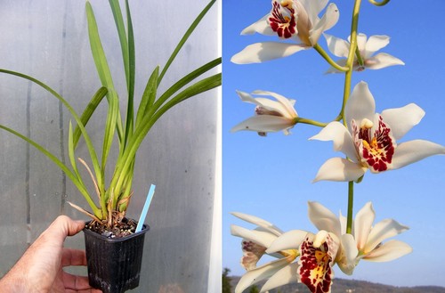 Cymbidium parishii orchidée - cymbidium, parishii,