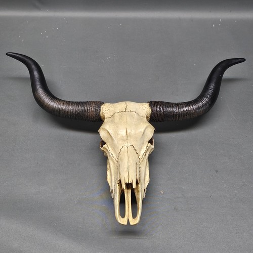 Crâne longhorn de - longhorn,,