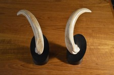 Paire de cornes de Phacochère