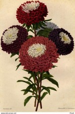 Revue Horticole Fleur Reines