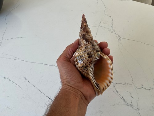 Coquillage collection - coquillage,