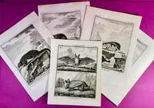 Lot 5 Gravures Originales