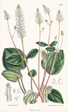 Peperomia Resedaeflora New