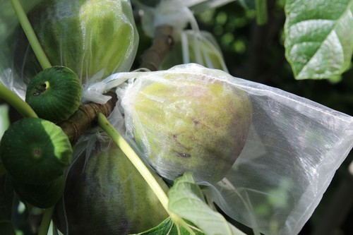Figuier rustique productif - figuier,