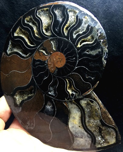 289g rare black half split - 289g, of