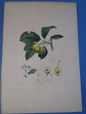 Gravure originale ancienne -