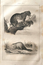 GRAVURE ETATS UNIS 1840  " OCELOT - CASTOR   "