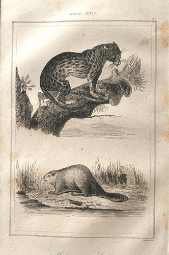 Gravure etats unis - gravure, "