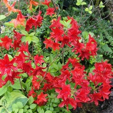 Rhododendron - Azalea 'Nabucco' * - Azalée de Chine caduque rouge