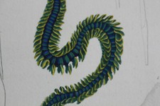 ANNELIDES Gravure Règne Animal CUVIER 1838 Phyllodocé de Paretto, lamelleuse...