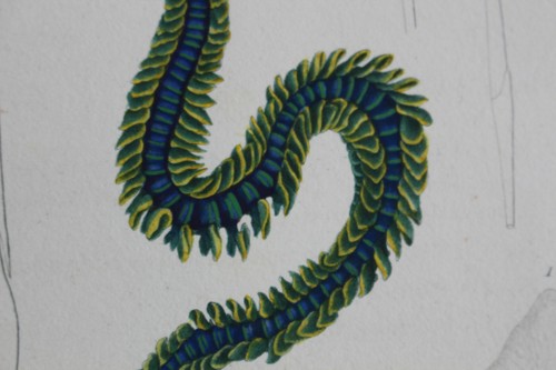 Annelides gravure règne - gravure,